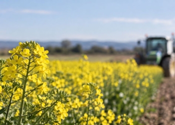 La colza alcanza casi 5.900 kilos por hectárea en los ensayos agrícolas realizados en Guadalajara