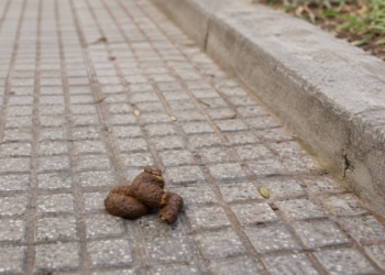 El ADN de los perros permitirá identificar excrementos abandonados en las calles de San Fernando de Henares