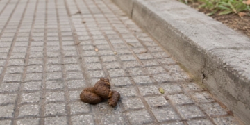 El ADN de los perros permitirá identificar excrementos abandonados en las calles de San Fernando de Henares