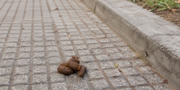 El ADN de los perros permitirá identificar excrementos abandonados en las calles de San Fernando de Henares