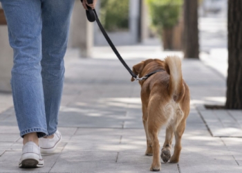 El ADN canino será obligatorio en Torrejón desde octubre y no registrarlo podrá costar hasta 750 euros