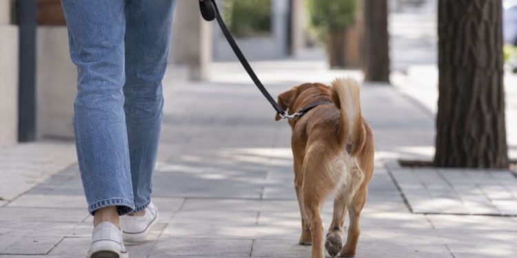 El ADN canino será obligatorio en Torrejón desde octubre y no registrarlo podrá costar hasta 750 euros